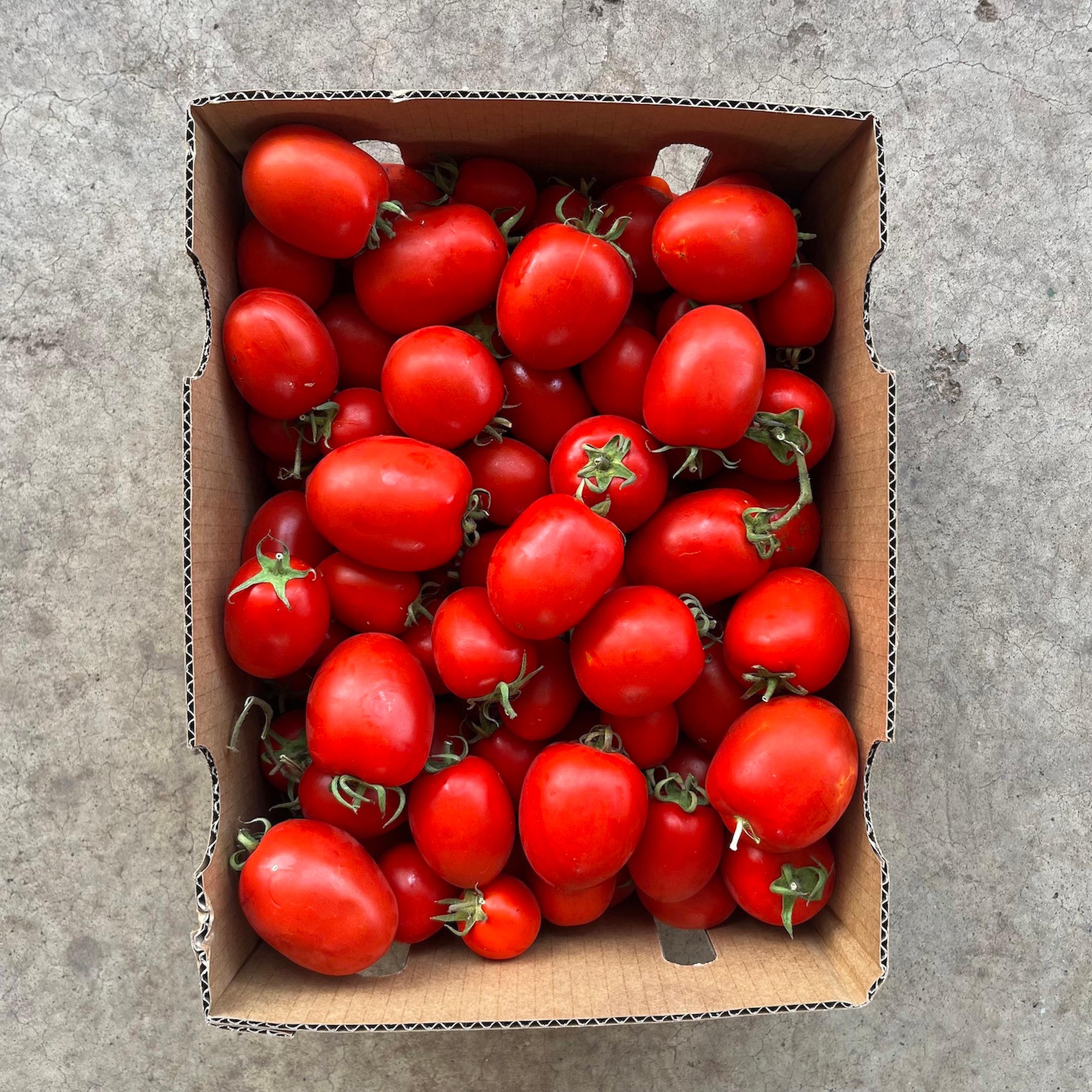 Roma Tomatoes - Bulk 10kg Box